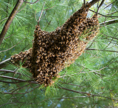 一群蜜蜂挂在树上。图片来源:科罗拉多大学博尔德分校的法勒实验室