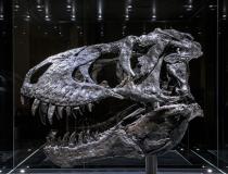 研究人员检查了“特里斯坦·奥托”雷克斯暴龙头骨，并在RSNA21期间的一项研究中展示。